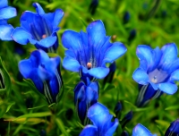 Good sized blue flowers